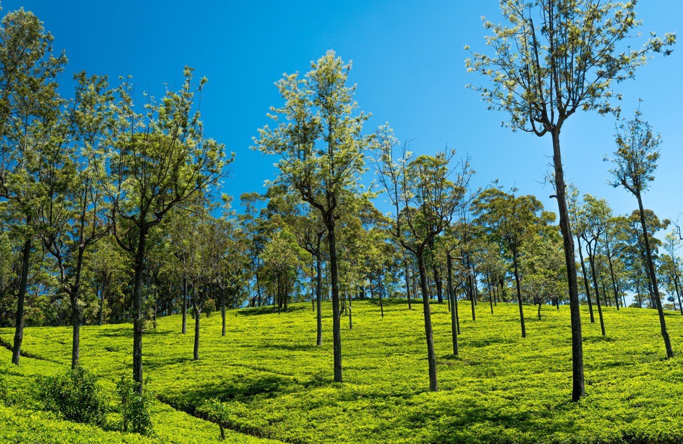 Tea estate and trees in Sri Lanka