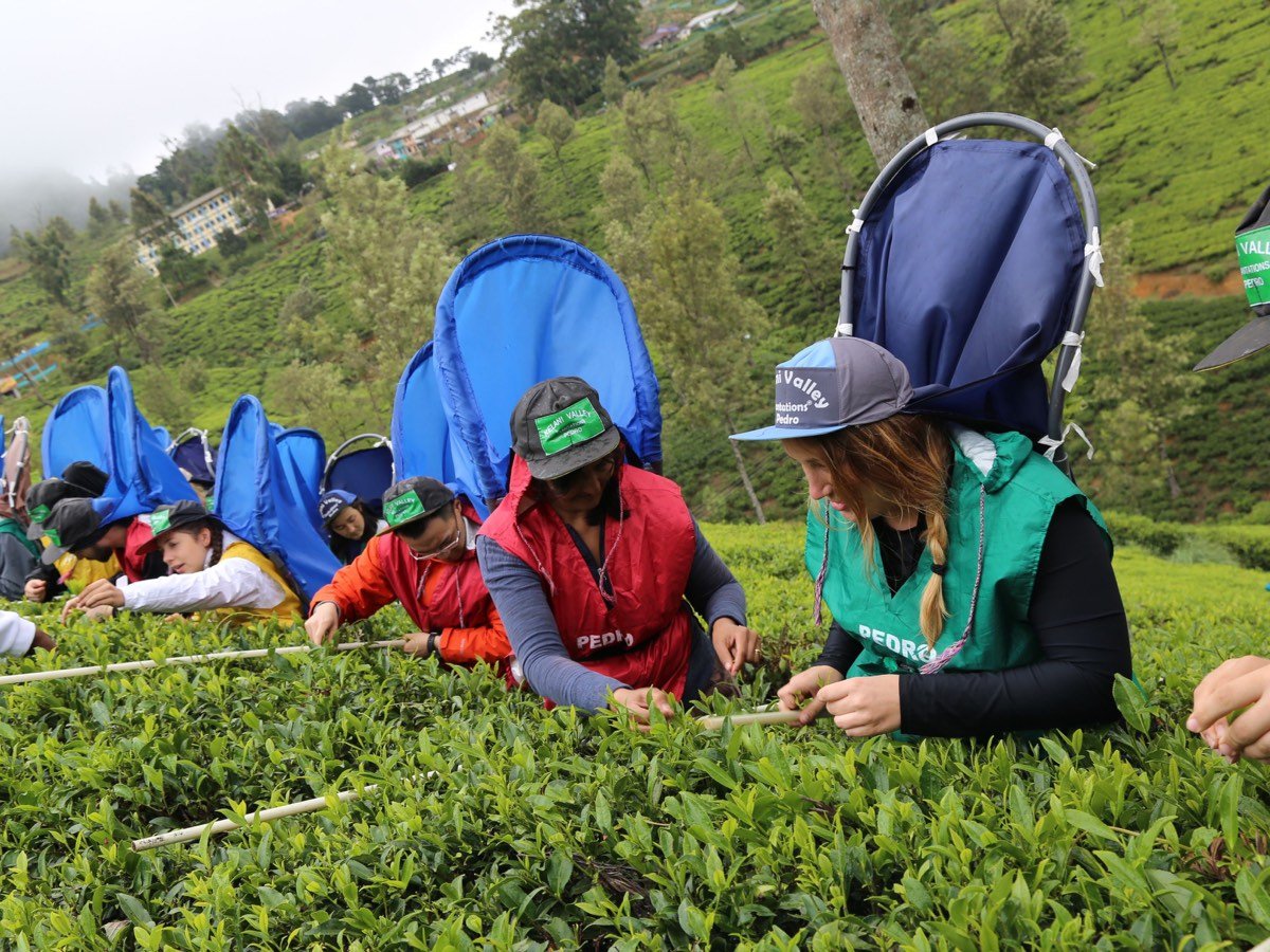 Guests enjoying a tea-picking experience in Sri Lanka