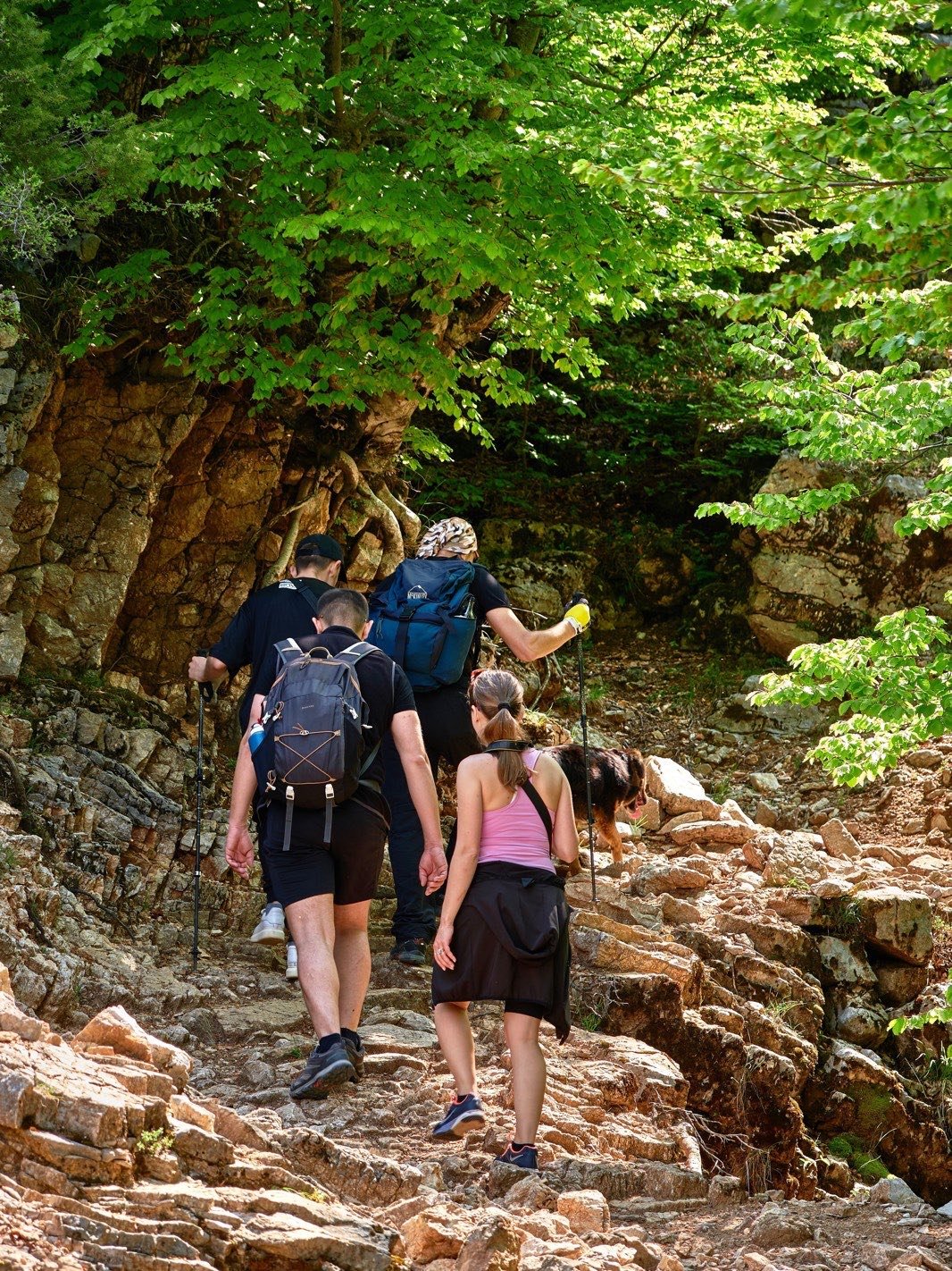 Group hiking through a forest trail
