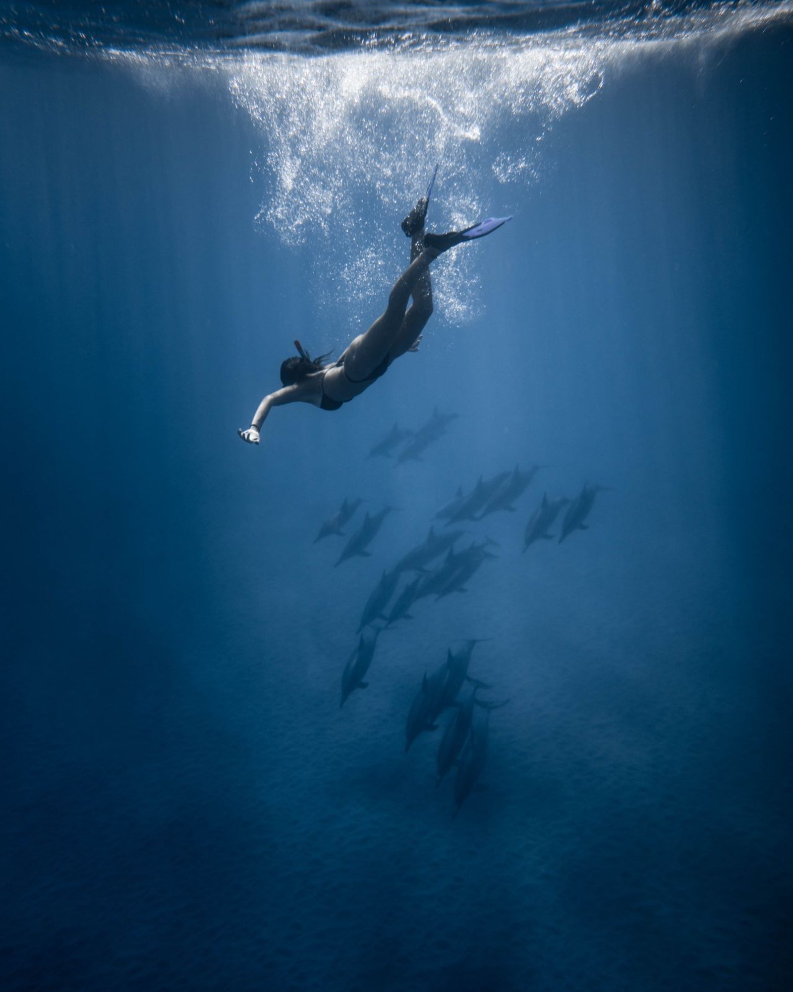 Dive Gallery 05